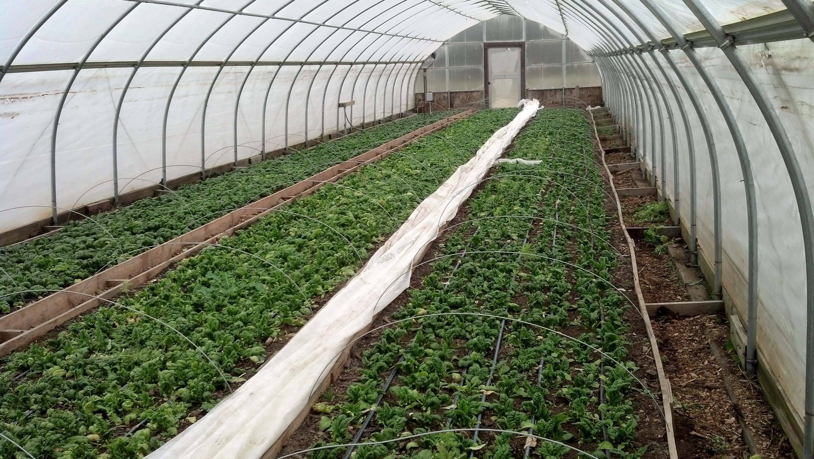 Greenhouse Spinach Grown ONLY in Compost, No Fertilizer